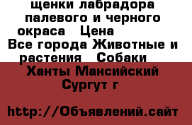 щенки лабрадора палевого и черного окраса › Цена ­ 30 000 - Все города Животные и растения » Собаки   . Ханты-Мансийский,Сургут г.